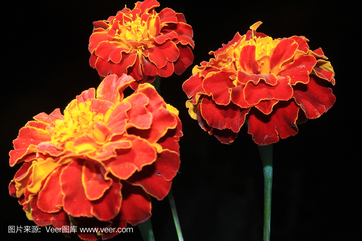 令人驚嘆的明亮的深紅色和橙色的墨西哥萬壽菊(萬壽菊)花孤立在黑色的背景,軟焦點,復制空間