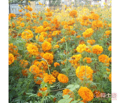 【供應(yīng)各種草花:大小菊花孔雀草萬壽菊紫葉草雞冠花一串紅三色錦】沭陽縣顏集鎮(zhèn)千百意園林綠化苗木場 - 產(chǎn)品庫