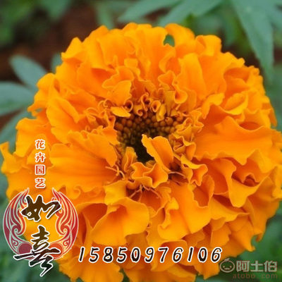 【供應(yīng)花卉種子萬壽菊種子批發(fā)觀花植物四季播種品種齊全】 - 產(chǎn)品庫