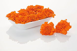 萬壽菊