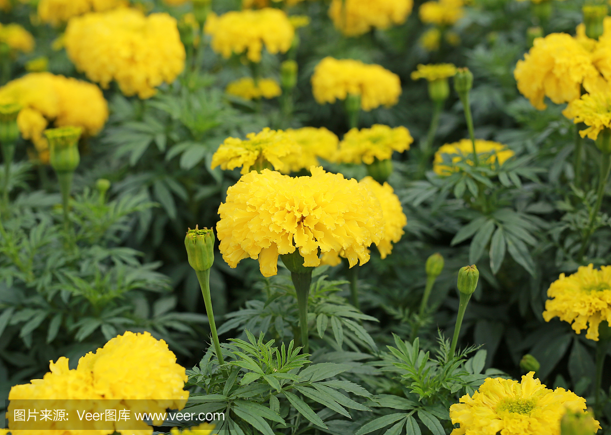 萬壽菊(萬壽菊,墨西哥萬壽菊,阿茲特克萬壽菊,非洲萬壽菊)