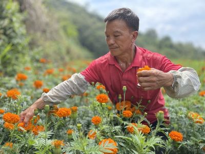 西疇:萬(wàn)壽菊開,生“金”有道