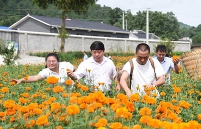 鳳岡召開萬(wàn)壽菊產(chǎn)業(yè)發(fā)展工作調(diào)度會(huì)