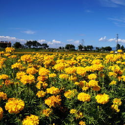 萬(wàn)壽菊的功效及作用 萬(wàn)壽菊什么時(shí)候開花 萬(wàn)壽菊種子的種植方法