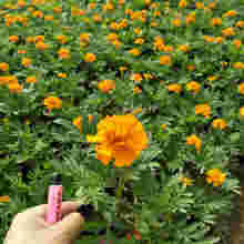 青州紫陽(yáng)花卉苗木