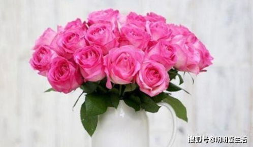 玫瑰精品 糖果雪山,如甜蜜糖果,美艷傾心,堪稱養(yǎng)花必備