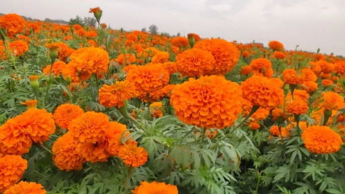薛百鎮(zhèn)河東村萬壽菊種植基地采摘忙