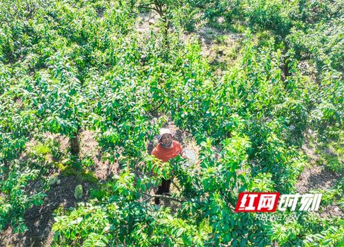湖南道縣 特色種植 助農(nóng)增收 組圖