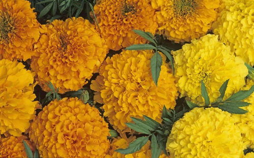 15種秋冬 網(wǎng)紅 花,你肯定認不全,真的太美