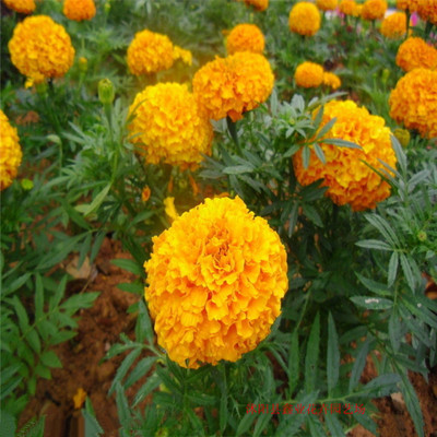 一、二年生花卉-萬(wàn)壽菊廠家直銷(xiāo),價(jià)格實(shí)惠,歡迎前來(lái)選購(gòu)-一、二年生花卉盡在阿里巴.