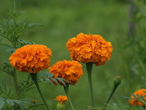 盛開(kāi)的萬(wàn)壽菊