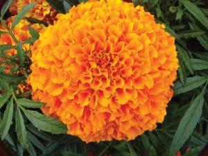 豐盛萬(wàn)壽菊