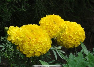 萬壽菊圖片