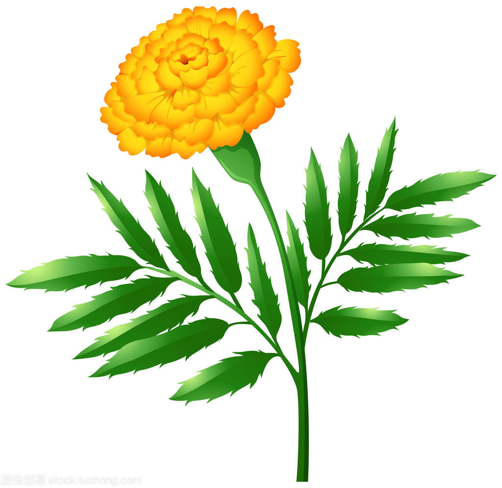 萬(wàn)壽菊鮮花與綠葉