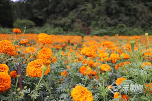 楚雄州高橋鎮(zhèn) 萬壽菊種植裝點(diǎn)彝家新生活