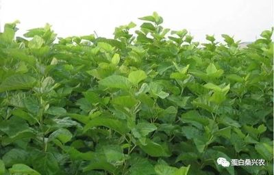 蛋白桑:果桑產業化發展探討