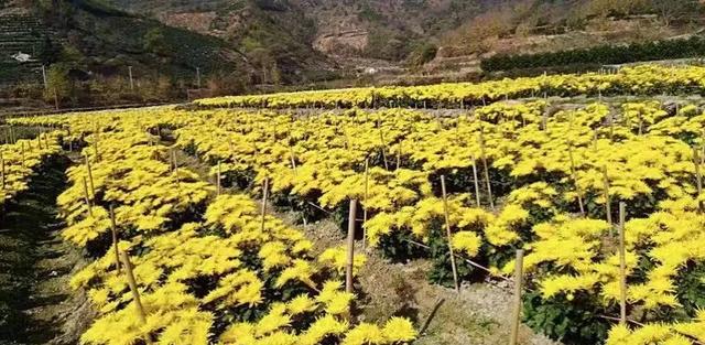菊香浮動大莊鎮(zhèn)
