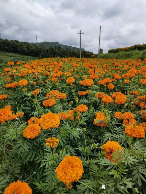 萬壽菊種植效益初顯 產(chǎn)業(yè)發(fā)展助民增收