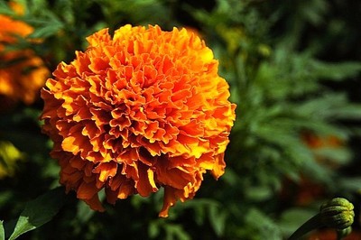 賀歲片:金光燦爛萬壽菊_攝影綜合論壇_太平洋電腦網(wǎng)產(chǎn)品論壇