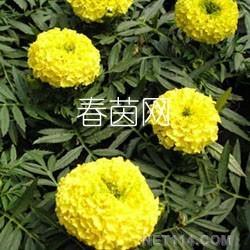 萬壽菊批發(fā) 萬壽菊供應 萬壽菊廠家 