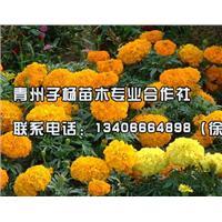 青州市子楊苗木農(nóng)民專業(yè)合作社 - 企業(yè)庫 - 準確全面的企業(yè)與產(chǎn)品信息門戶