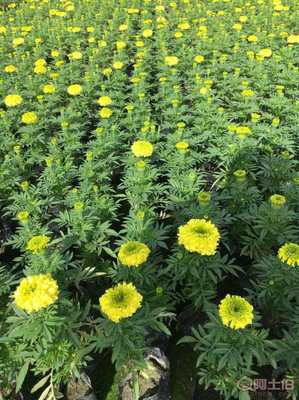 【草花萬壽菊批發(fā)基地.供應萬壽菊時令花草萬壽菊批發(fā).萬壽菊價格.萬壽菊花海】 - 產(chǎn)品庫
