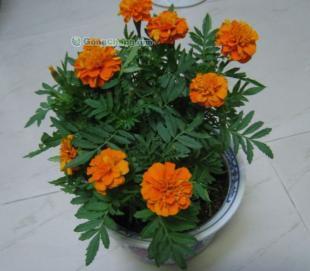 供應孔雀草、彩葉草、萬壽菊、矮牽牛等時令草花_農副產品_世界工廠網中國產品信息庫