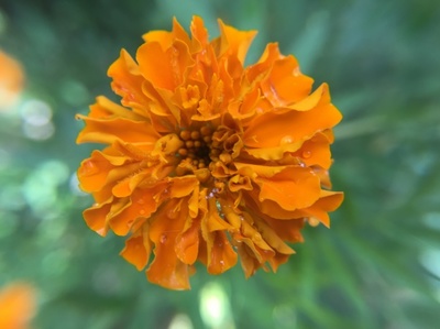 雨后萬壽菊花朵圖片