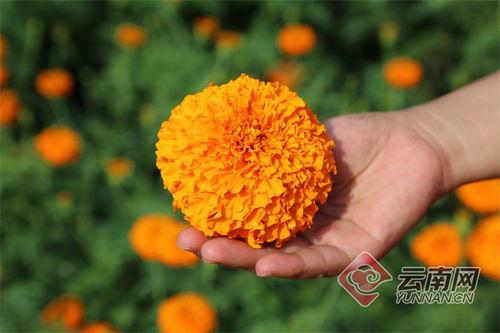 花開幸福來 云南羅平萬壽菊進入采摘期