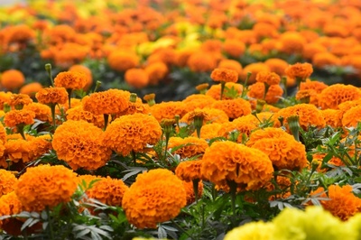 萬壽菊花朵開放圖片