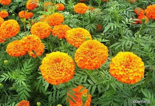 喜歡菊花 那就養(yǎng)盆 萬壽菊 ,漂亮好養(yǎng),花開90天,寓意好