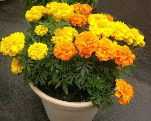 在家養(yǎng)這12種香草,飄香養(yǎng)眼又美味